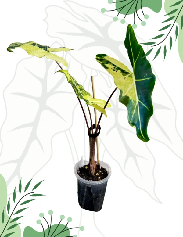 Alocasia Sarian Aurea Variegata Ø-10cm H-40cm - obrazek 2