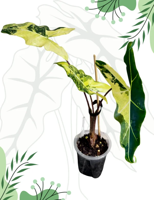 Alocasia Sarian Aurea Variegata Ø-10cm H-40cm