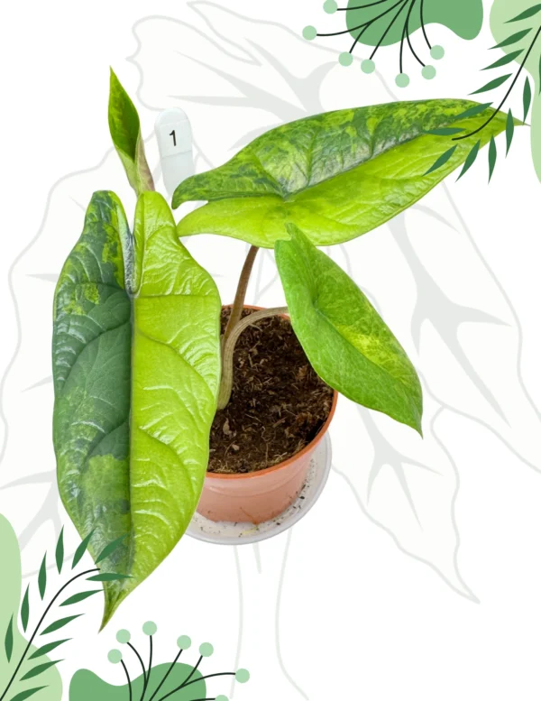 Alocasia Scalprum Variegata Ø-10cm H-20cm
