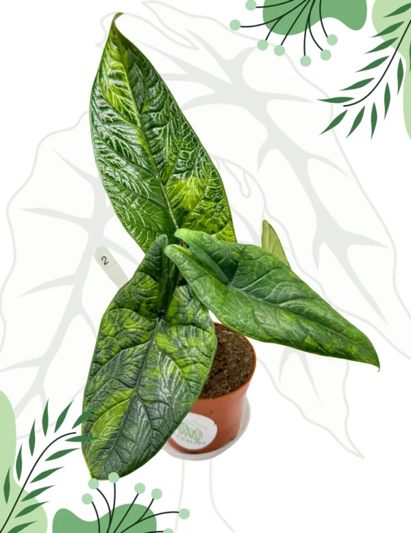 Alocasia Scalprum Variegata Ø-10cm H-20cm - obrazek 3