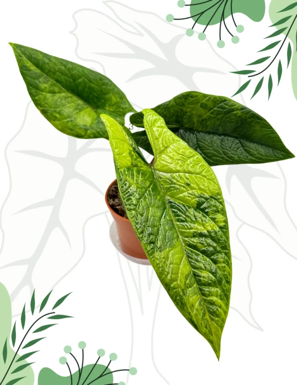 Alocasia Scalprum Variegata Ø-10cm H-20cm - obrazek 4