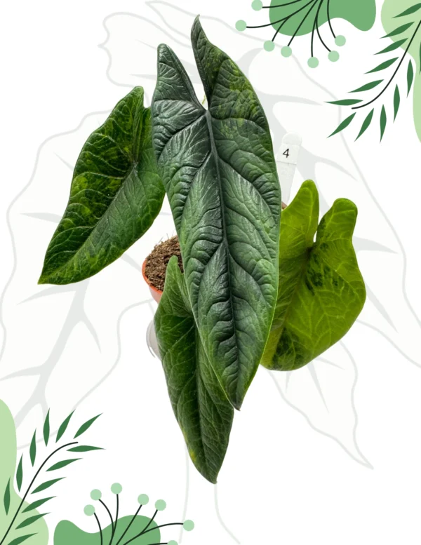 Alocasia Scalprum Variegata Ø-10cm H-20cm - obrazek 5