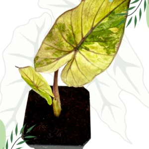 Alocasia Serendipity Variegata Ø-6cm H-25cm