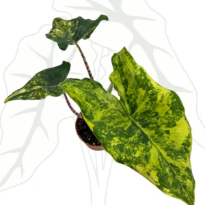 Alocasia Siberian Tiger Aurea Ø-6cm H-20cm