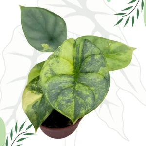 Alocasia Silver Dragon Aurea Ø-9cm H-20cm