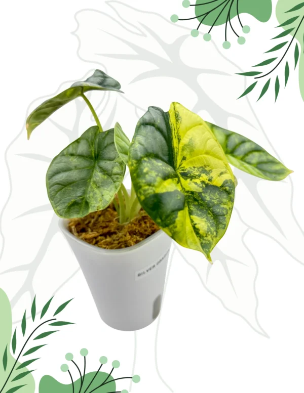 Alocasia Silver Dragon Aurea Ø-9cm H-20cm - obrazek 6