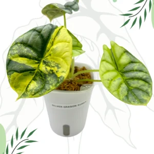Alocasia Silver Dragon Aurea Ø-9cm H-20cm