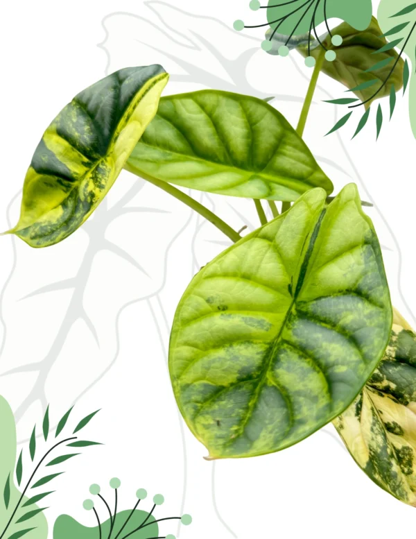 Alocasia Silver Dragon Aurea Ø-9cm H-20cm - obrazek 5