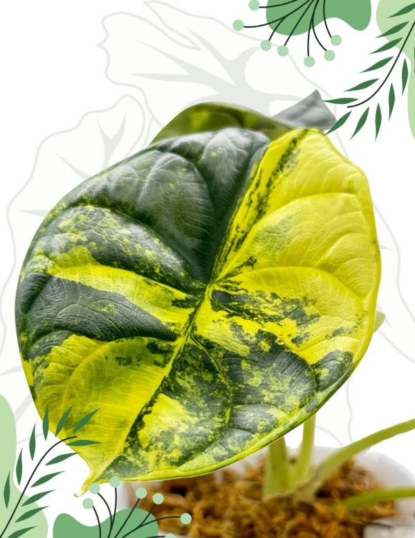 Alocasia Silver Dragon Aurea Ø-9cm H-20cm - obrazek 4