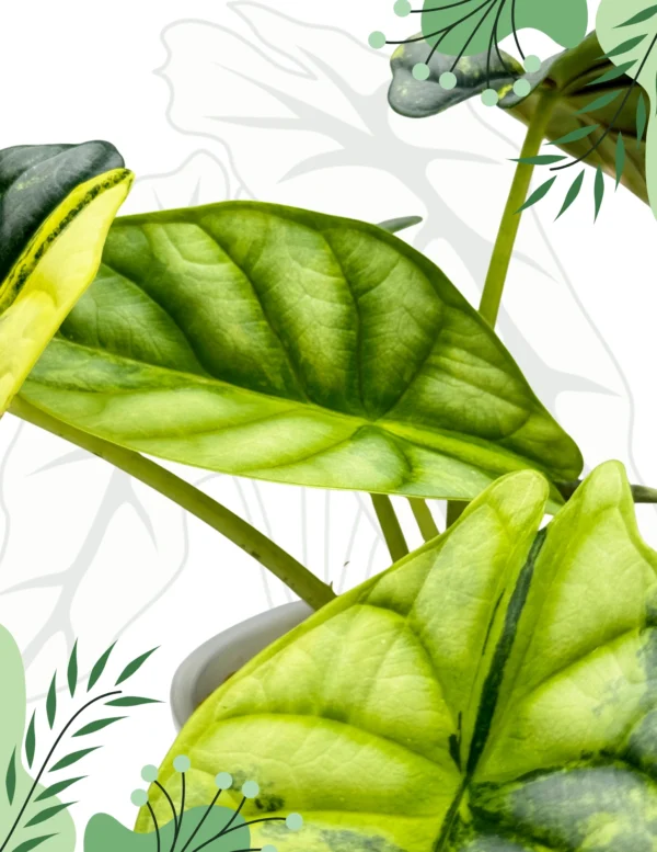 Alocasia Silver Dragon Aurea Ø-9cm H-20cm - obrazek 3