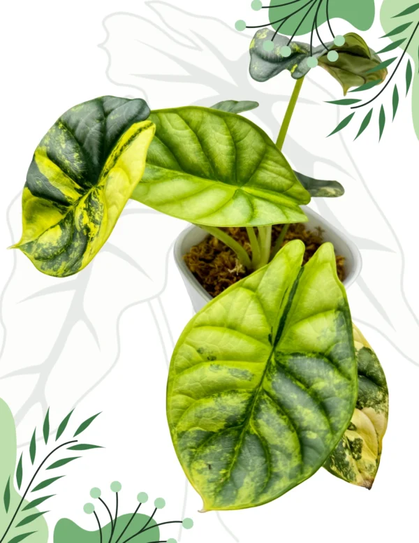Alocasia Silver Dragon Aurea Ø-9cm H-20cm - obrazek 2