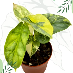 Alocasia Silver Dragon Aurea Ø-9cm H-15cm