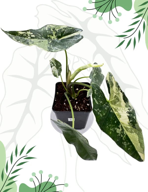 Alocasia Simpo Albo Variegata Ø-10cm H-20cm