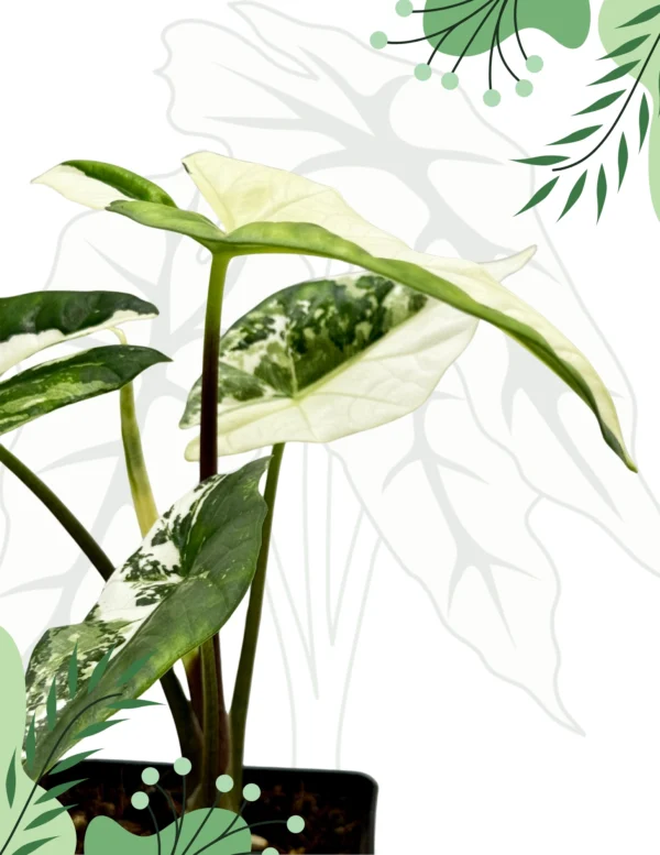 Alocasia Simpo Albo Variegata Ø-10cm H-20cm - obrazek 5