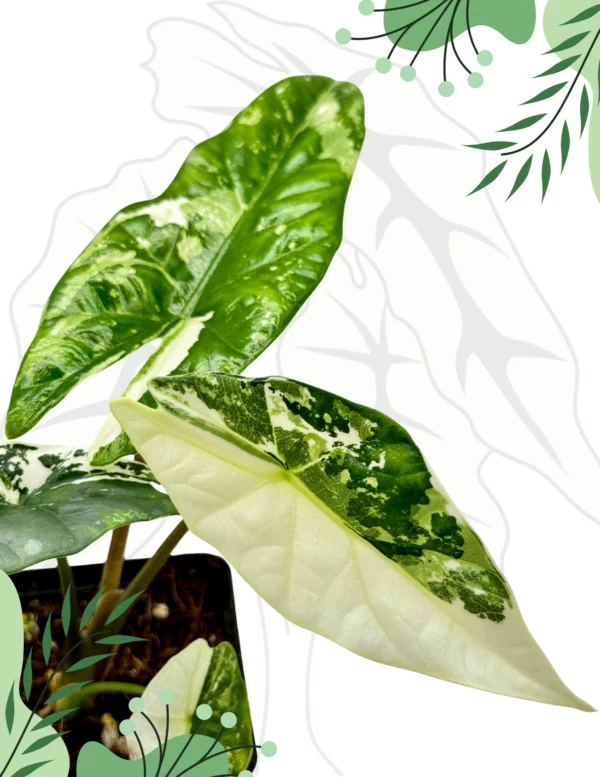 Alocasia Simpo Albo Variegata Ø-10cm H-20cm - obrazek 3