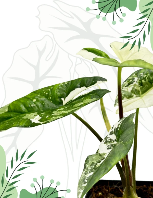 Alocasia Simpo Albo Variegata Ø-10cm H-20cm - obrazek 4