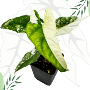 Alocasia Simpo Albo Variegata Ø-10cm H-20cm