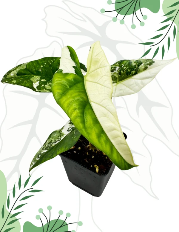 Alocasia Simpo Albo Variegata Ø-10cm H-20cm