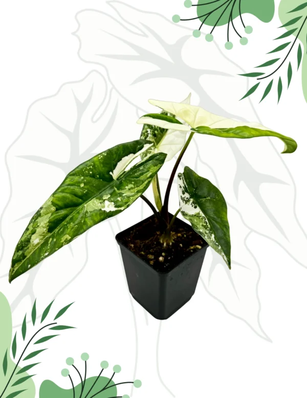 Alocasia Simpo Albo Variegata Ø-10cm H-20cm - obrazek 3