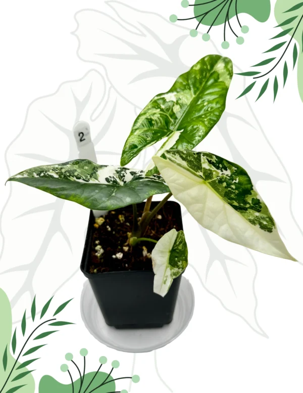 Alocasia Simpo Albo Variegata Ø-10cm H-20cm - obrazek 2