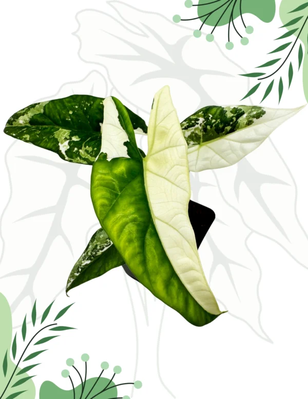Alocasia Simpo Albo Variegata Ø-10cm H-20cm - obrazek 2