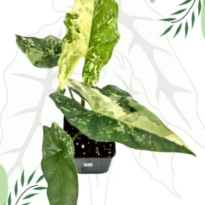 Alocasia Simpo Albo Variegata Ø-10cm H-20cm