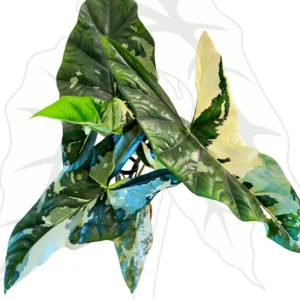 Alocasia Simpo Albo Ø-9 cm H-20 cm