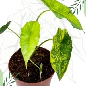 Alocasia Simpo Aurea Ø-9cm H-15cm