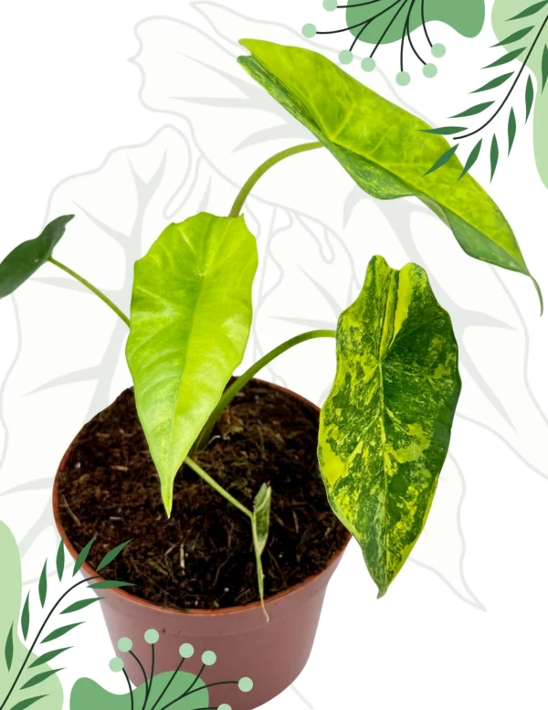 Alocasia Simpo Aurea Ø-9cm H-15cm