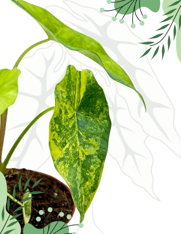 Alocasia Simpo Aurea Ø-9cm H-15cm - obrazek 2