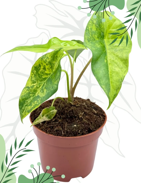 Alocasia Simpo Aurea Ø-9cm H-15cm - obrazek 3