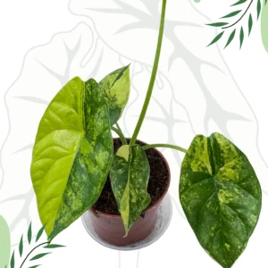 Alocasia Sinuata Aurea Variegata Ø-6cm H-10cm