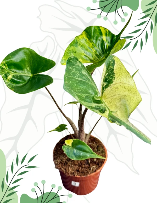 Alocasia Stingrey Aurea Ø-9cm H-25cm - obrazek 3