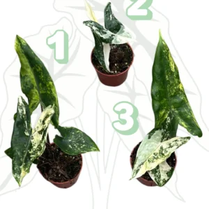 Alocasia Tigrina Superba Albo/Aurea Ø-9 cm H-20 cm