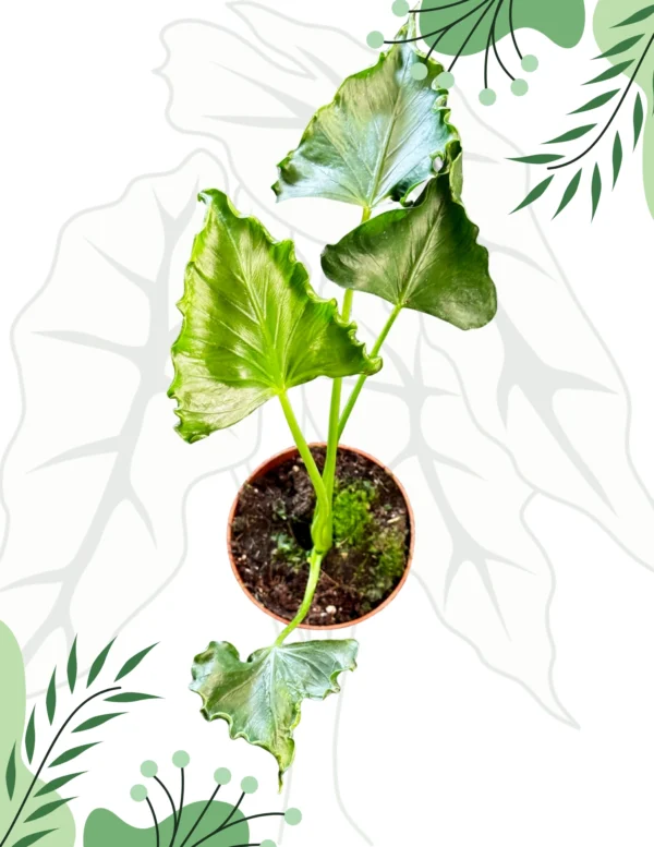 Alocasia Triangularis Ø-10cm H-15cm - obrazek 2