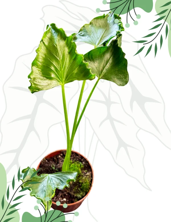 Alocasia Triangularis Ø-10cm H-15cm