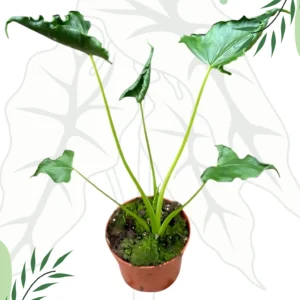 Alocasia Triangularis Ø-10cm H-15cm