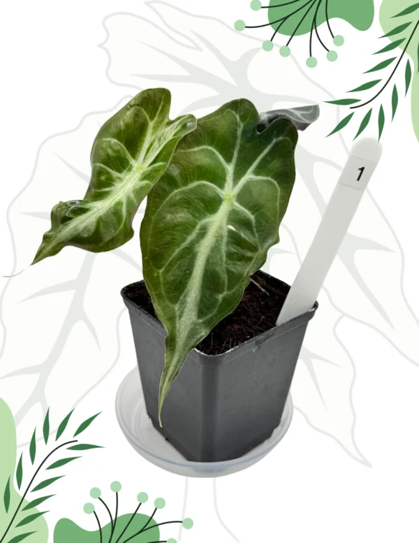 Alocasia Venom Ø-10cm H-15cm