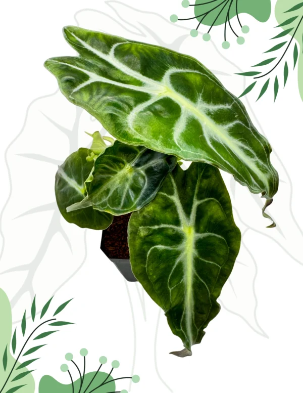 Alocasia Venom Ø-10cm H-15cm - obrazek 2