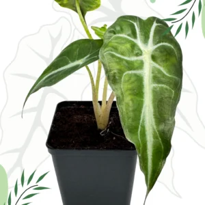 Alocasia Venom Ø-10cm H-15cm
