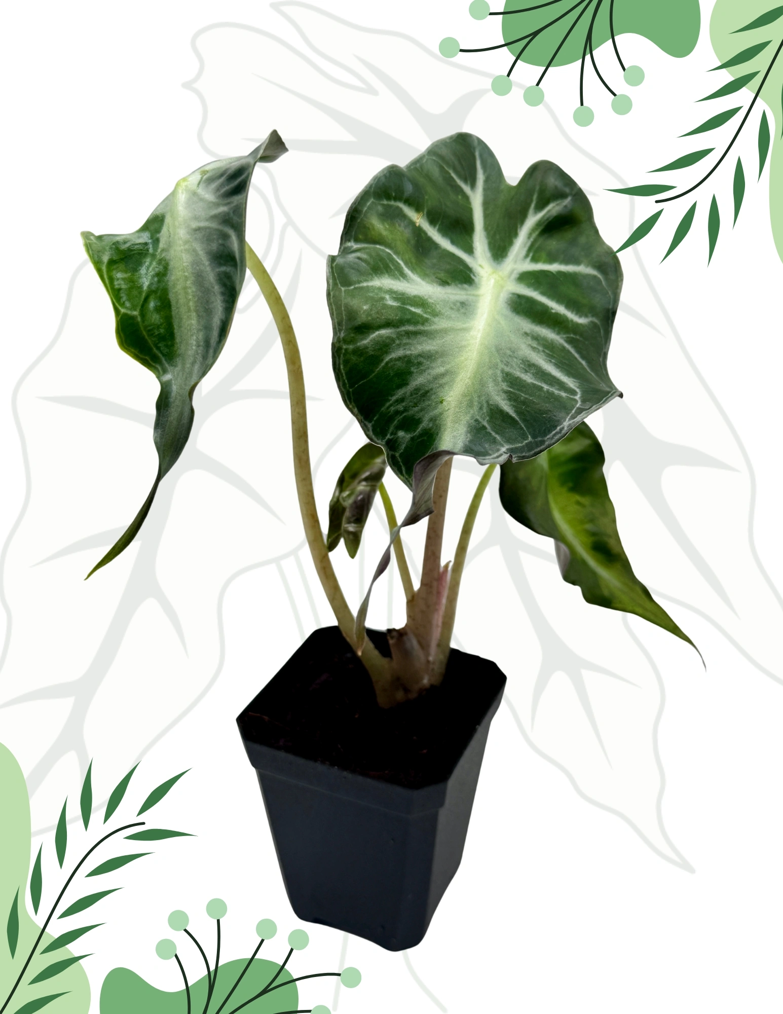 アロカシア ヴェノム Alocasia 'Venom' 管理番号s5 アロカシア ヴェノム Alocasia 'Venom' 管理番号5