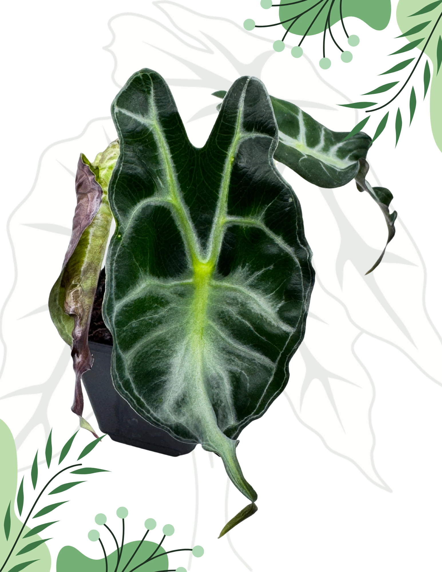 アロカシア ヴェノム Alocasia 'Venom' 管理番号m10 Alocasia 'Venom' / アロカシア・ヴェノム④ | 観葉植物