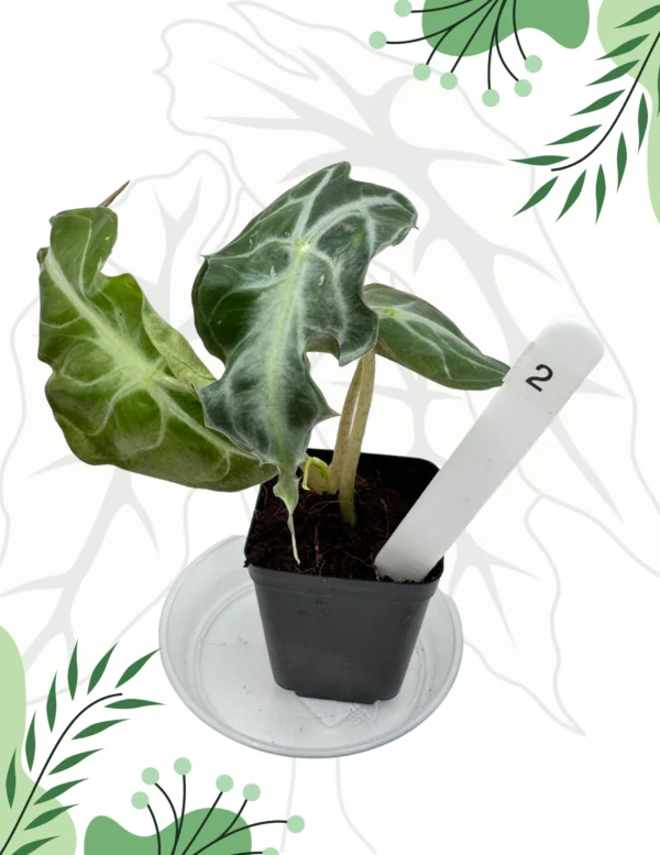 Alocasia Venom Ø-10cm H-15cm - obrazek 3