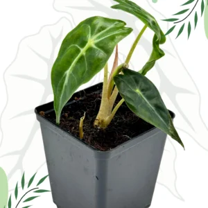 Alocasia Venom Ø-10cm H-15cm - Borośliny