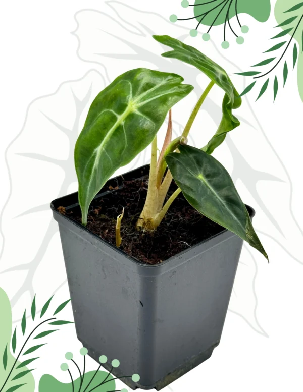 Alocasia Venom Ø-10cm H-15cm - obrazek 5