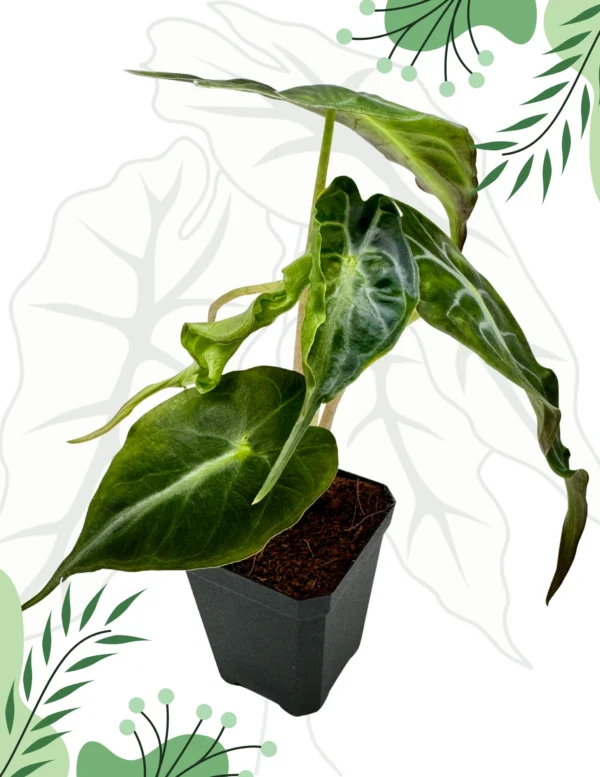 Alocasia Venom Ø-10cm H-15cm - obrazek 4