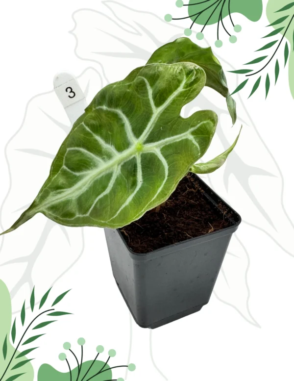 Alocasia Venom Ø-10cm H-15cm - obrazek 4