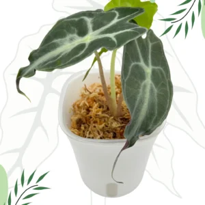Alocasia Venom Ø-7,5cm H-15cm + Doniczka samonawadniająca (Mech)