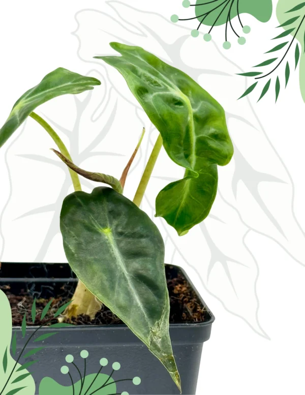 Alocasia Venom Ø-10cm H-15cm - obrazek 4