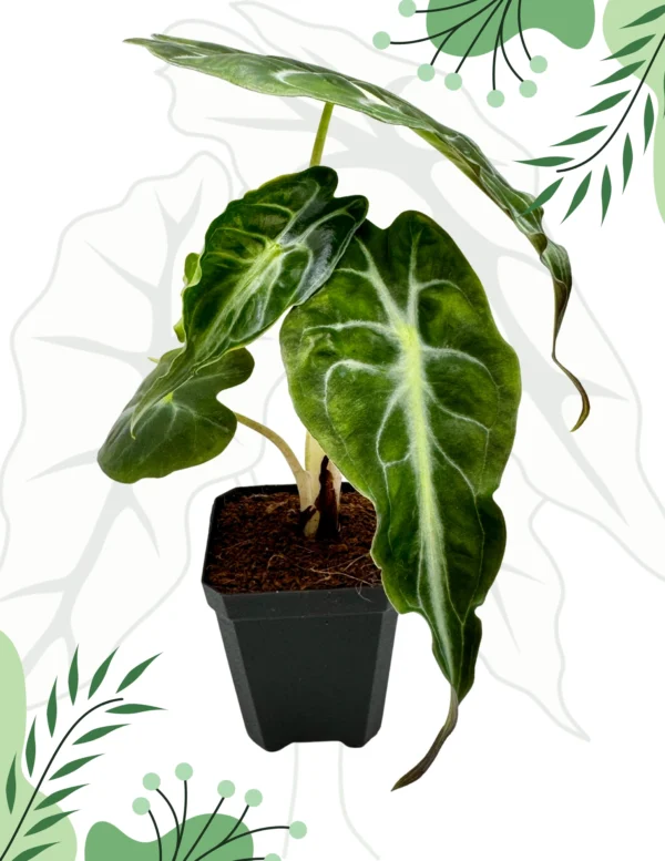 Alocasia Venom Ø-10cm H-15cm - obrazek 3